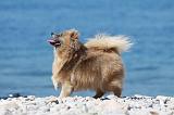 SPITZ ALLEMAND 362